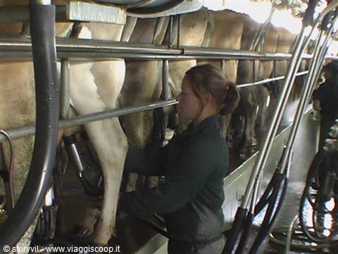 Woman attaching milking machines to cows in the barn