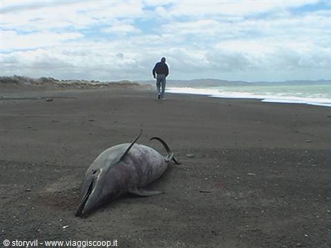 death dolphin