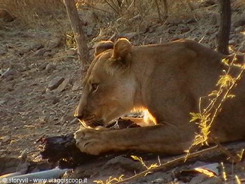 Lioness devouring prey among rocks and acacias, golden light