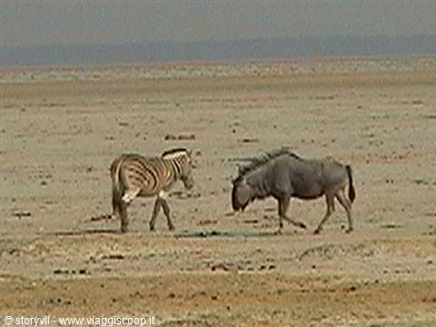 Zebra and wildebeest walking across Etosha's dry savanna in harsh light