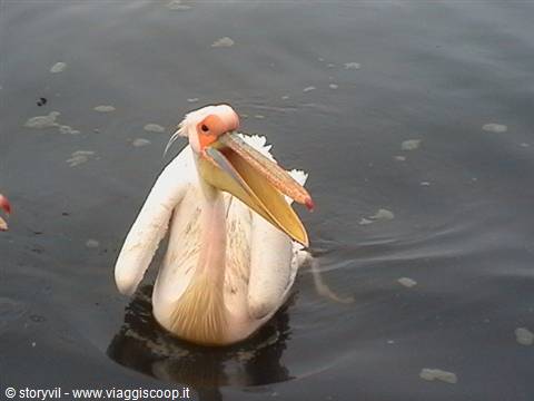 White pelican with open beak swims in dark water