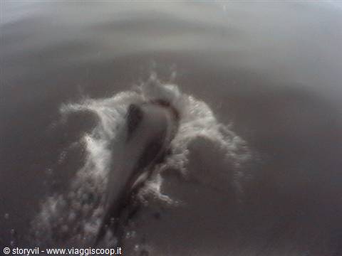 Dolphin surfacing from dark water, splashing white foam around