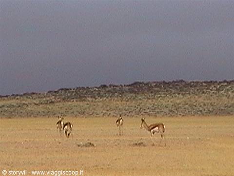 Springbok grazing on yellow savanna under leaden sky, Etosha