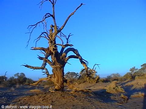 Gnarled dead tree in the desert, bare branches under blue sky