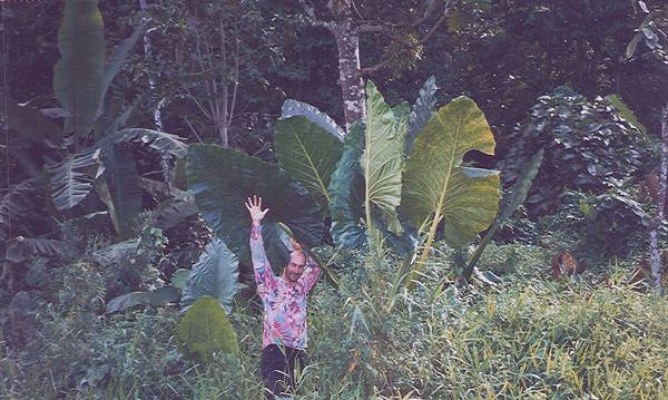 Man among large alocasia leaves raising his arm in tropical greenery