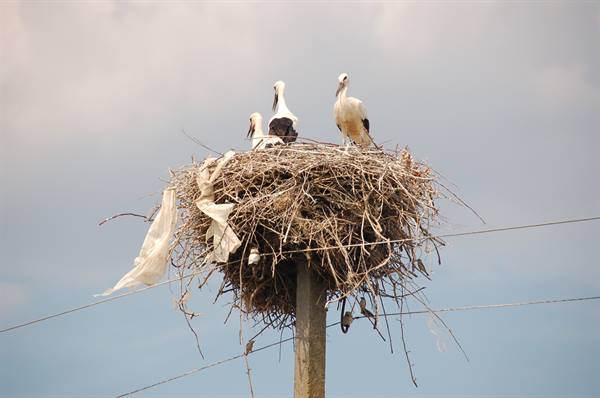 storks