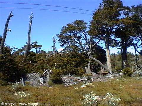 Wind-twisted trees and bare trunks under blue sky, white flowers in grass
