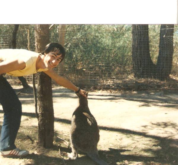 Boy petting a kangaroo in a sunny fenced enclosure
