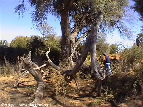 Man climbing on a huge twisted trunk among dry bushes