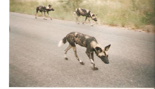 Wild dogs crossing a paved road among dry grass, harsh light