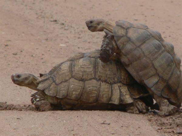 Two giant tortoises on red sand, one climbing over the other