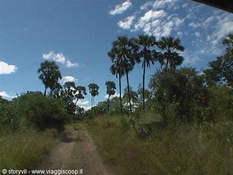 Dirt road among tall palm trees and green bushes under blue cloudy sky