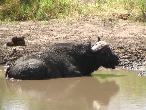 African buffalo wallowing in a muddy waterhole, curved horns