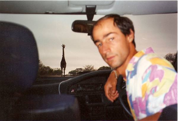 Man at the steering wheel, a giraffe on the road among trees