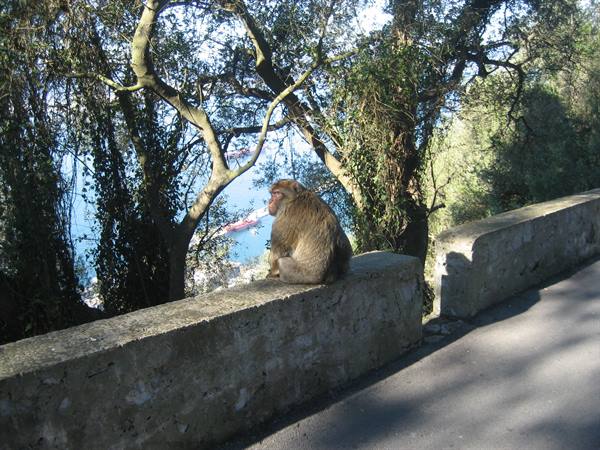 A Barbary macaque sitting on the stone wall, sea and ships behind trees