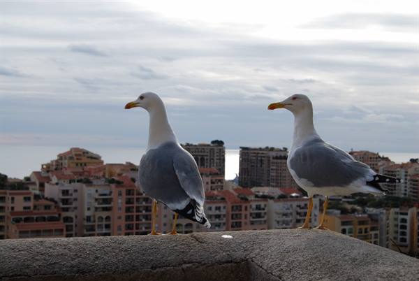 Two seagulls on a stone wall above seaside buildings