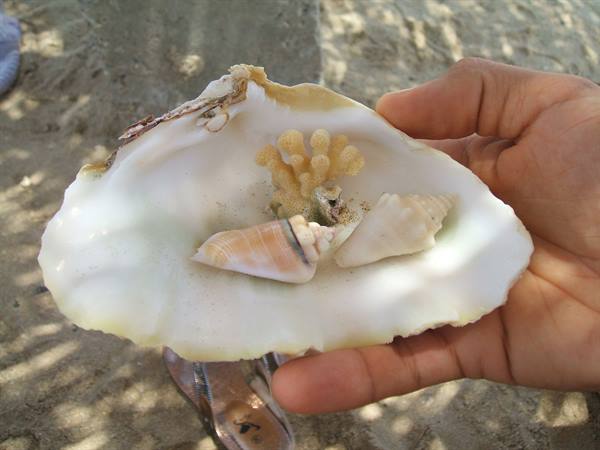A hand holds a large white shell with coral and smaller shells on the beach