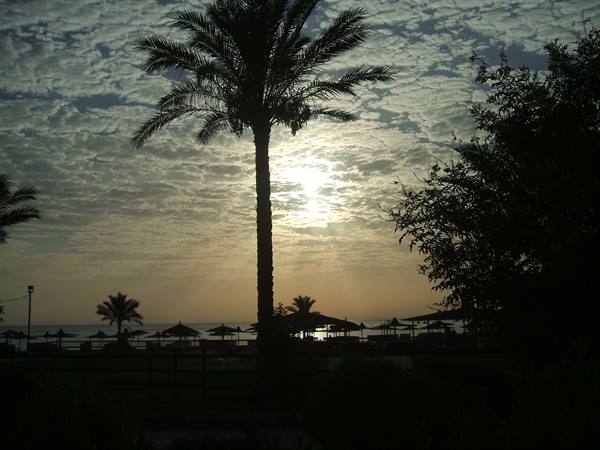 Palm tree silhouetted against the sea, beach umbrellas and veiled sun