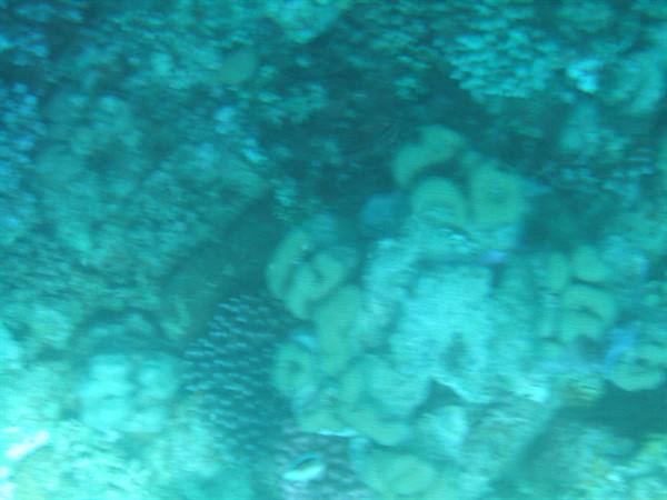 Submerged corals in blue-green water, light filtering through the sea