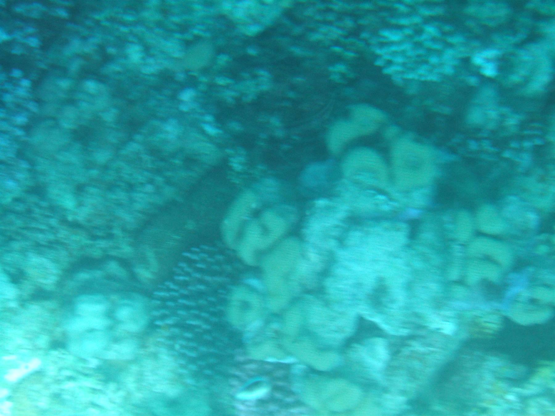 Submerged corals in blue-green water, light filtering through the sea