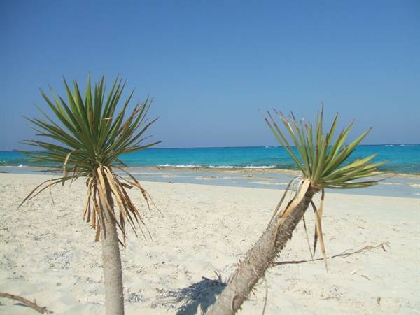 Two spiky leaning plants on white sand, turquoise sea under blue sky