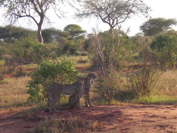 CHEETAHS