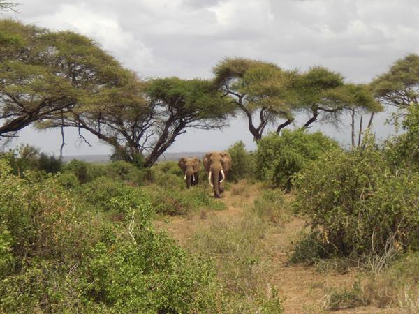 ELEPHANTS