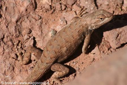 Brown lizard motionless on reddish rock, harsh sunlight