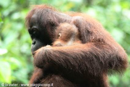 Orangutan mother holding her baby in the Borneo rainforest