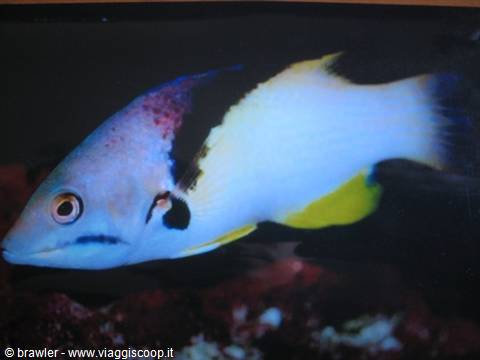 Bicolored cleaner wrasse with white body and black patch swims over dark reef