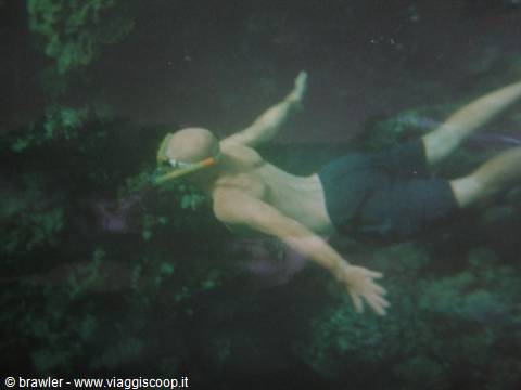 Snorkeler with mask and fins swims in dark green water