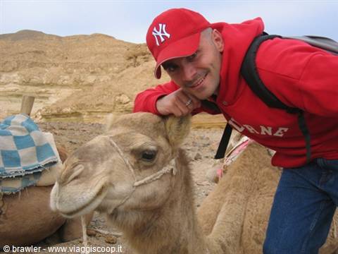 Tourist in red cap hugging a saddled camel in rocky desert