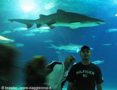 Tourist in Hilfiger shirt in front of large shark tank with fish