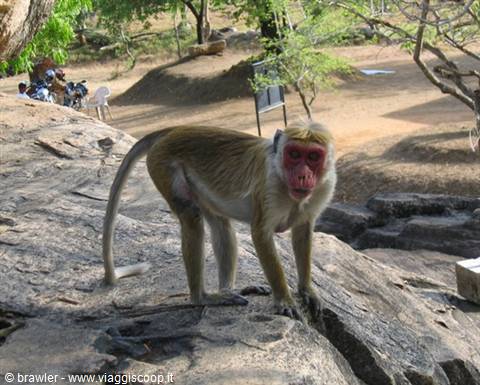 Pink-faced macaque standing on rock, trees and tourists in background
