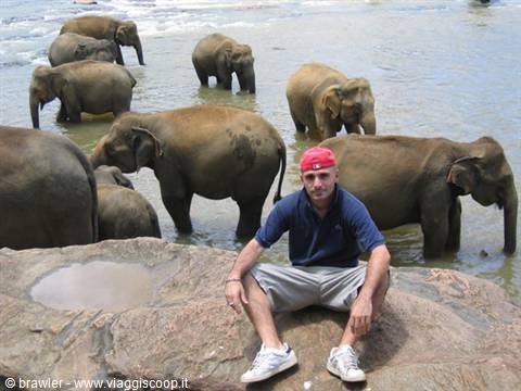 Tourist on a rock in front of elephants bathing in the river, Pinnawela