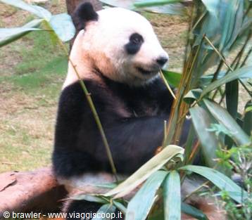 Giant panda eating bamboo among green leaves