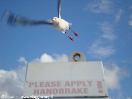 Seagull flying above a sign asking to apply the handbrake