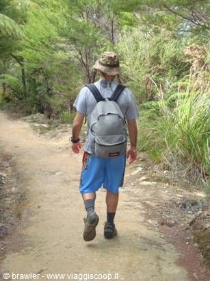Hiker with hat and grey backpack walking on sandy trail among green ferns