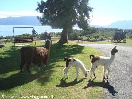 Three llamas on grass near a tree, lake and mountains in the background