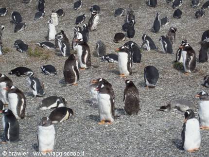Gentoo penguin colony on grey gravel, adults standing among chicks