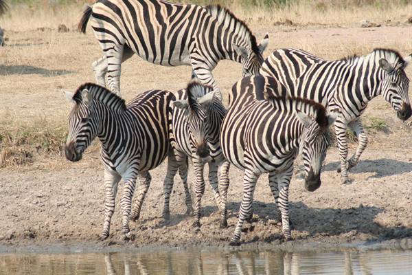 Zebras gathered at a waterhole on dry sandy ground in daylight