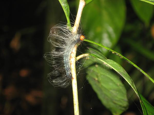 millipede