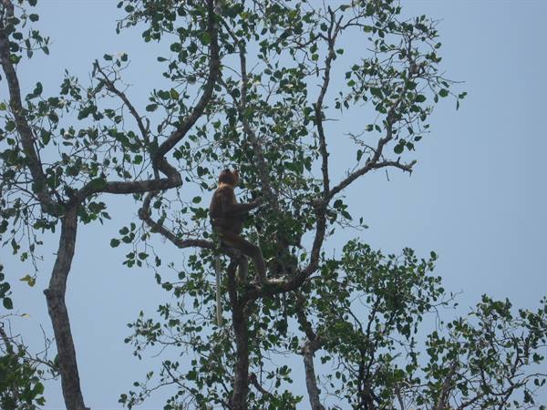 Proboscis monkey