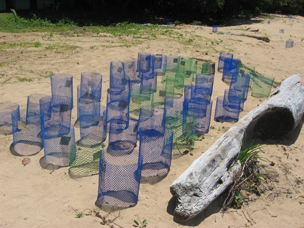turtle nests
