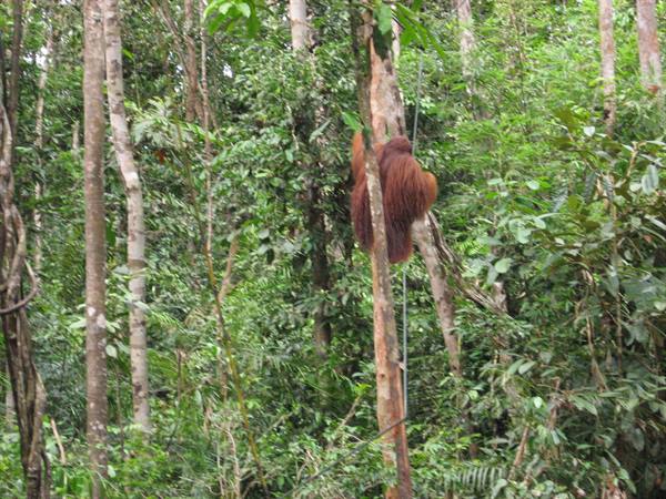 Orangutans