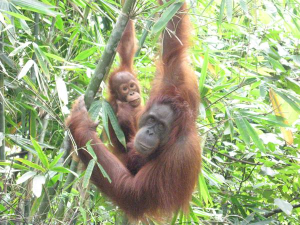 Mother orangutan with baby