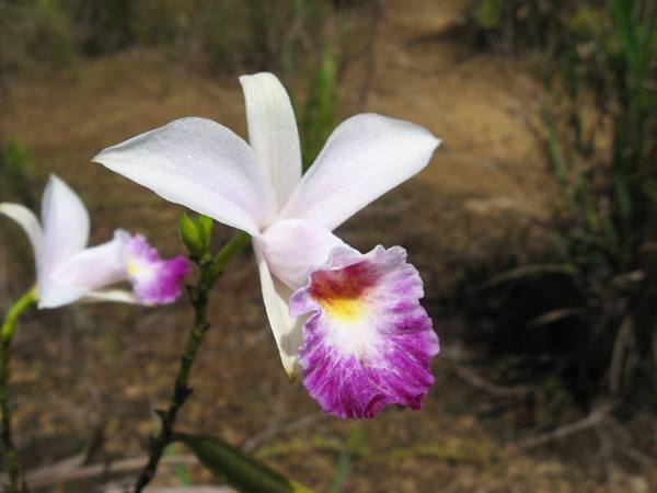 orchid
