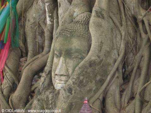Stone Buddha head entwined in tree roots, Wat Mahathat, Ayutthaya