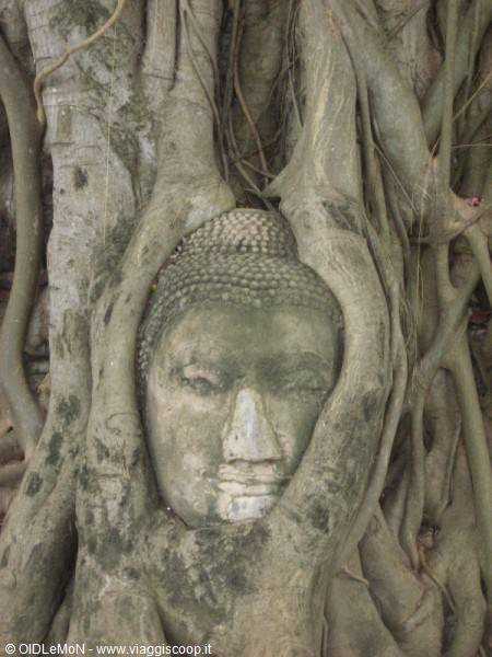 Stone Buddha head entwined in tree roots, Ayutthaya