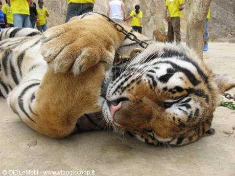 Chained tiger lying on its back, monks and visitors in yellow shirts nearby